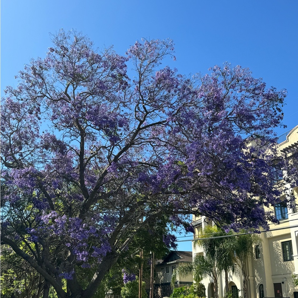 Meet your Posher, Bela